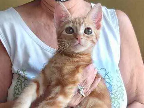 Gato raça Srd  idade 2 a 6 meses nome Tutti bb lindo 