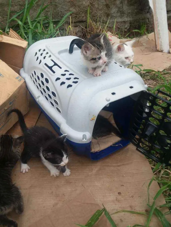 Gato raça Misturada  idade 2 a 6 meses nome Sem nome