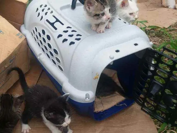 Gato raça Misturada  idade 2 a 6 meses nome Sem nome