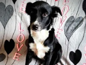 Cachorro raça SRD idade 2 anos nome Anita