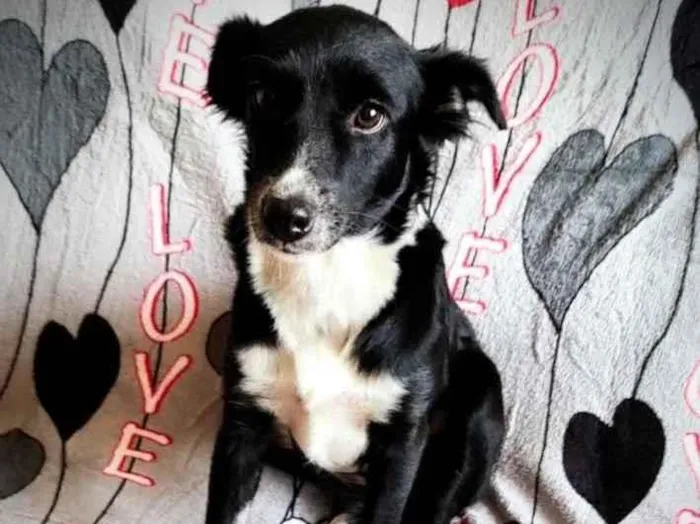 Cachorro ra a SRD idade 2 anos nome Anita