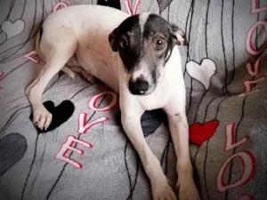 Cachorro raça SRD idade 1 ano nome Jasmim 