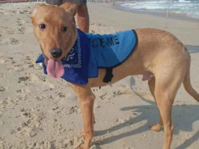 Cachorro ra a SRD idade 2 a 6 meses nome Erik