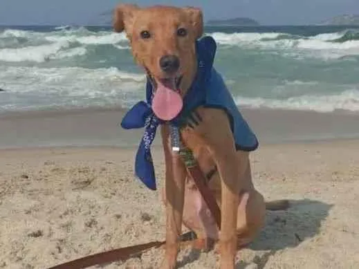 Cachorro ra a SRD idade 2 a 6 meses nome Erik