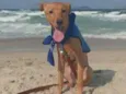 Erik