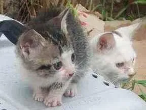 Gato raça Misturada  idade 2 a 6 meses nome Sem nome