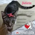 Gato raça Srd idade 7 a 11 meses nome Julieta