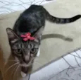 Gato raça Srd idade 7 a 11 meses nome Julieta