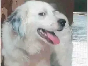 Cachorro raça Vira-lata com golden idade 1 ano nome Bolt