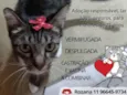 Gato raça Srd idade 7 a 11 meses nome Julieta