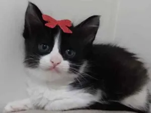 Gato raça Srd idade 2 a 6 meses nome July