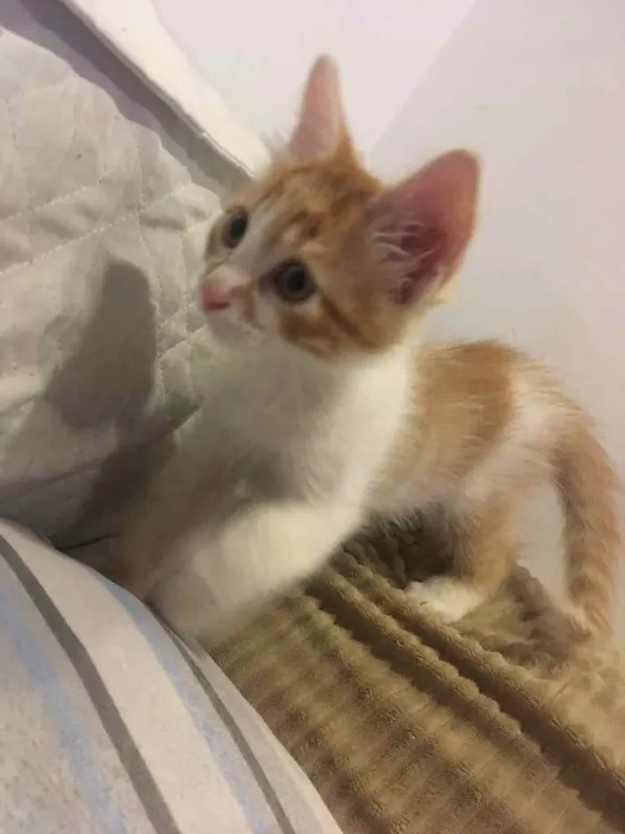 Gato ra a Vira lata  idade 2 a 6 meses nome Recém-nascido 