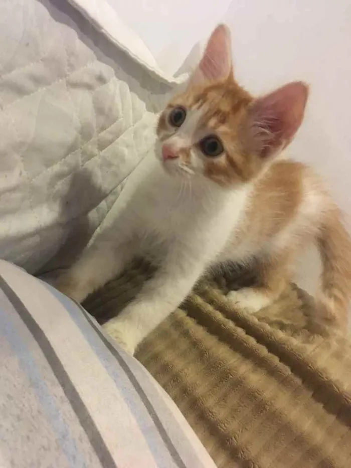 Gato ra a Vira lata  idade 2 a 6 meses nome Recém-nascido 