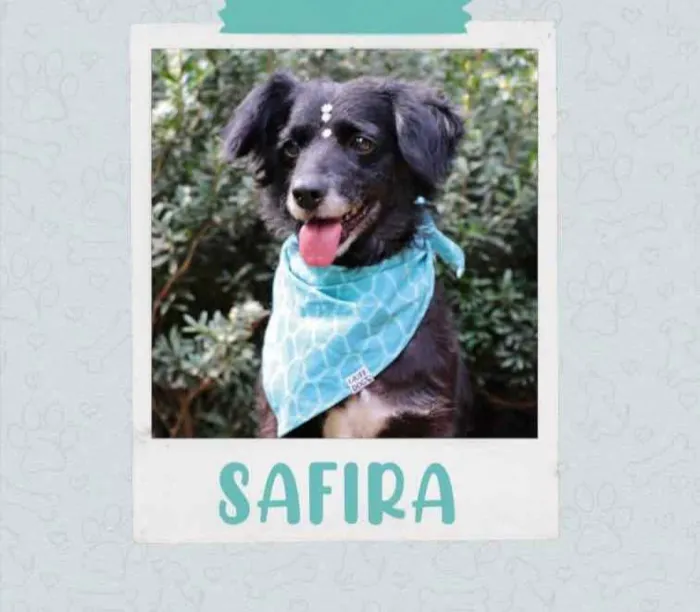 Cachorro raça SRD  idade 4 anos nome Safira 