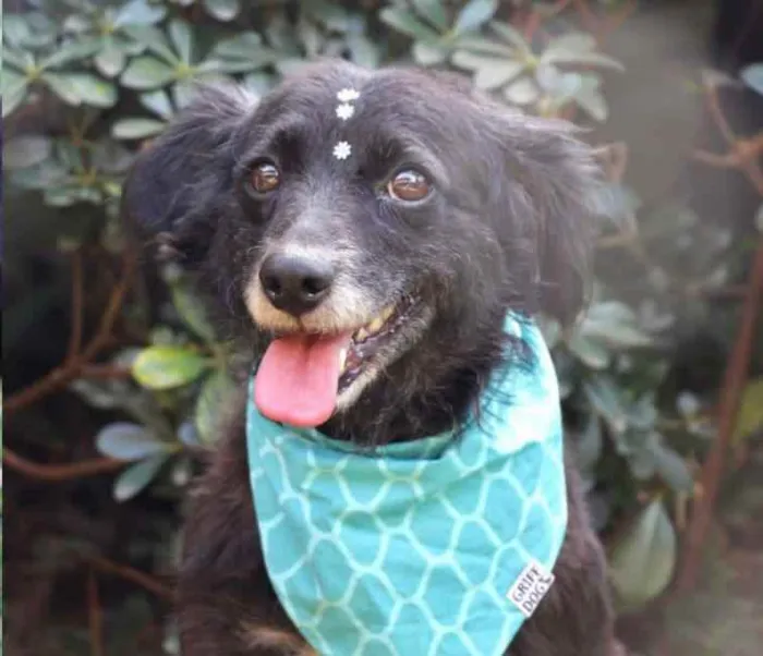 Cachorro raça SRD  idade 4 anos nome Safira 