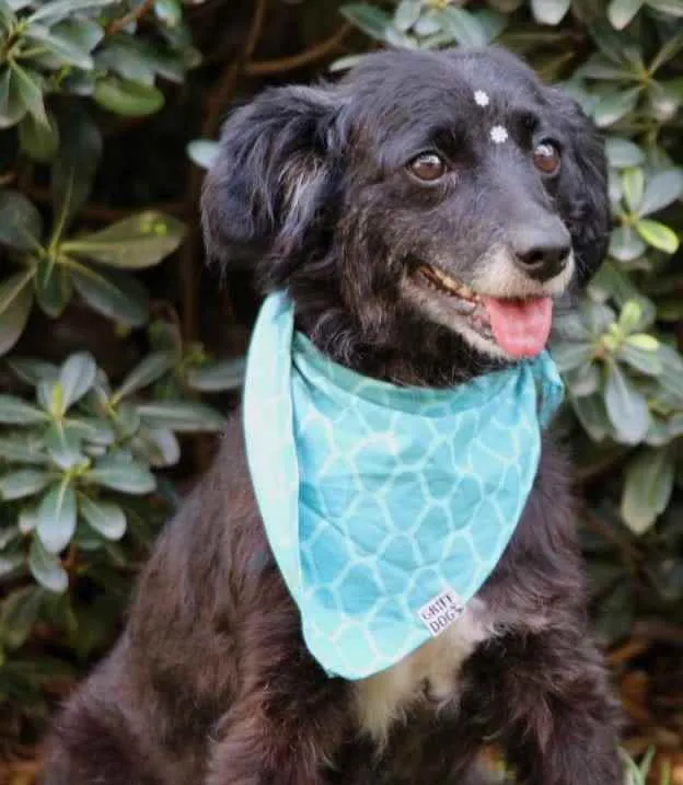 Cachorro raça SRD  idade 4 anos nome Safira 