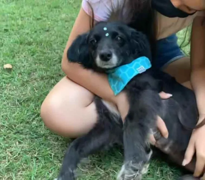 Cachorro raça SRD  idade 4 anos nome Safira 