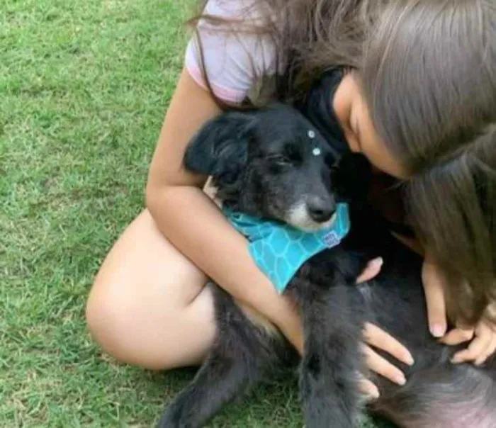 Cachorro raça SRD  idade 4 anos nome Safira 