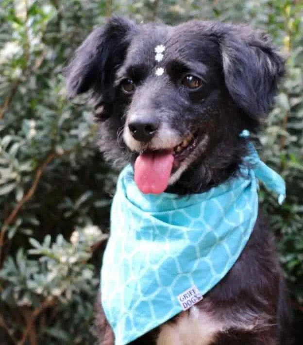 Cachorro raça SRD  idade 4 anos nome Safira 