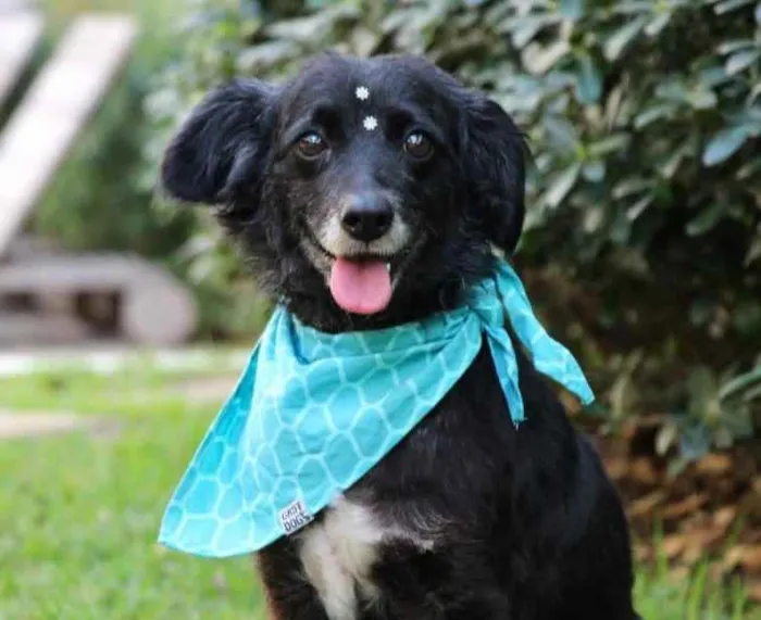 Cachorro raça SRD  idade 4 anos nome Safira 