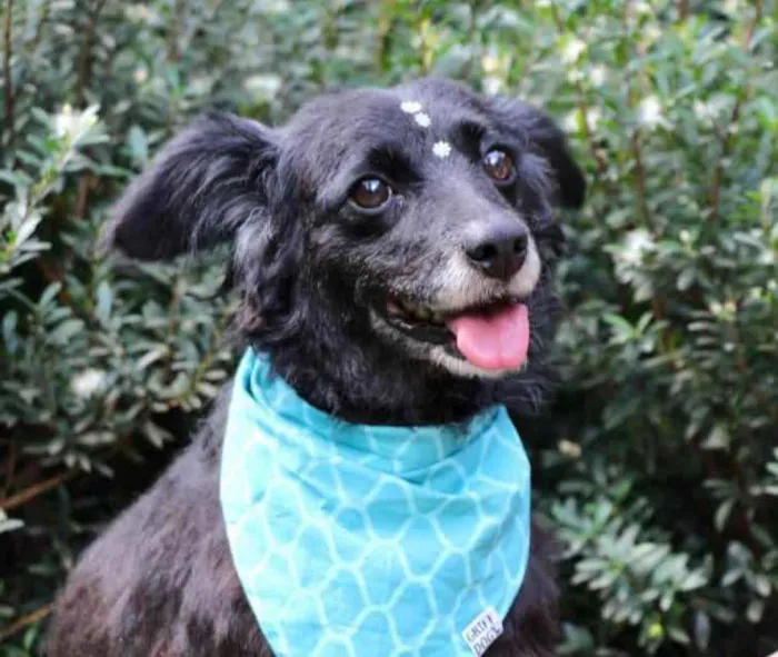 Cachorro raça SRD  idade 4 anos nome Safira 