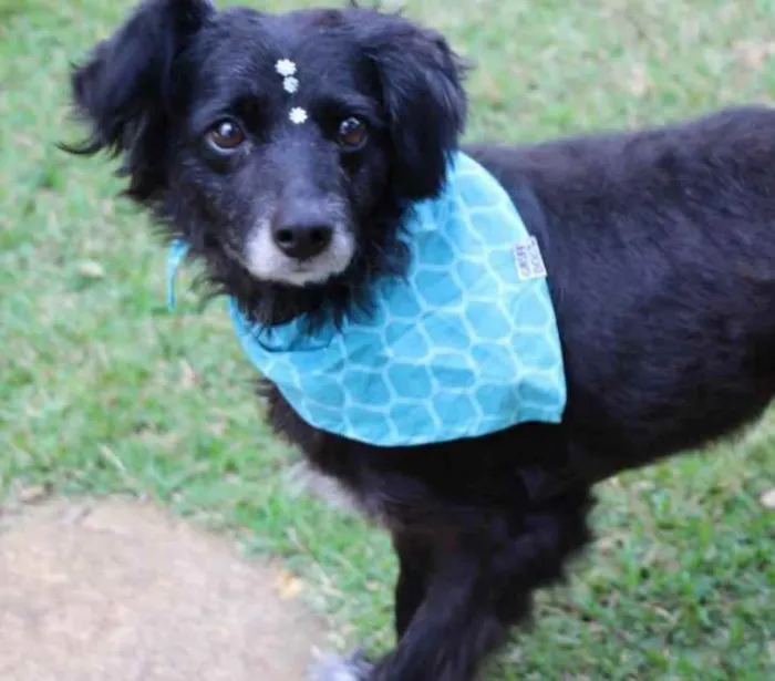 Cachorro raça SRD  idade 4 anos nome Safira 