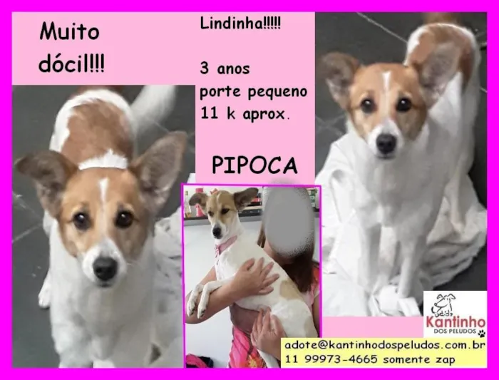 Cachorro raça  idade 3 anos nome Pipoca Pequena