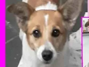 Cachorro raça  idade 3 anos nome Pipoca Pequena