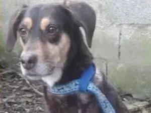 Cachorro raça  idade 2 anos nome Bombom