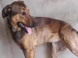 Cachorro raça  idade 1 ano nome Bambina 