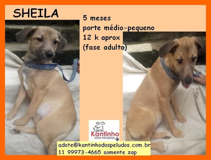 Cachorro raça  idade 2 a 6 meses nome Sheila Filhotinha