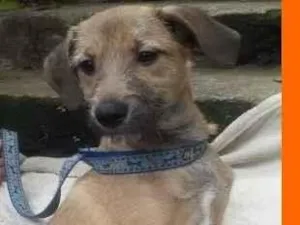 Cachorro raça  idade 2 a 6 meses nome Sheila Filhotinha