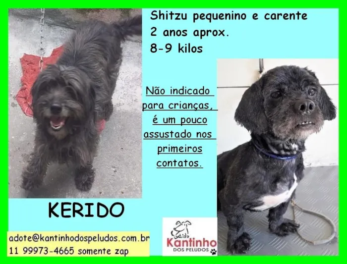 Cachorro raça Shitzu idade 2 anos nome Kerido Pequenino