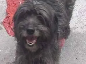 Cachorro raça Shitzu idade 2 anos nome Kerido Pequenino