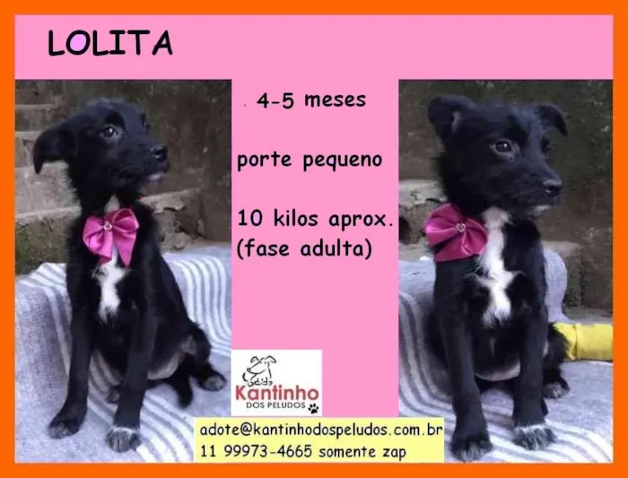 Cachorro raça  idade 2 a 6 meses nome Lolita Filhotinha
