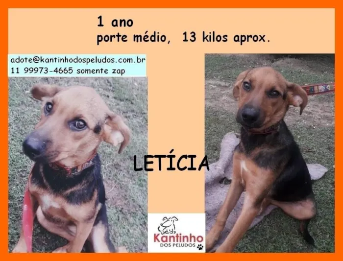 Cachorro ra a  idade 1 ano nome Leticia Filhote