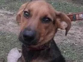 Cachorro raça  idade 1 ano nome Leticia Filhote
