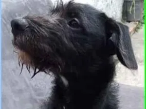 Cachorro raça  idade 1 ano nome Biscoito Pequenino