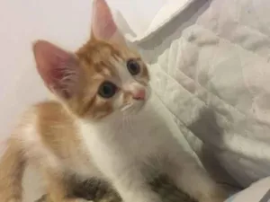 Gato raça Vira lata  idade 2 a 6 meses nome Recém-nascido 