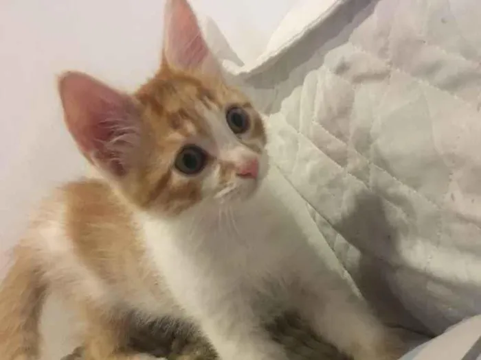 Gato ra a Vira lata  idade 2 a 6 meses nome Recém-nascido 