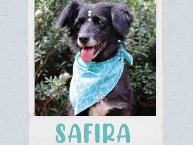 Cachorro raça SRD  idade 4 anos nome Safira 