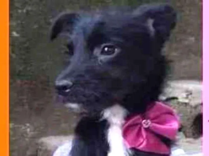 Cachorro raça  idade 2 a 6 meses nome Lolita Filhotinha