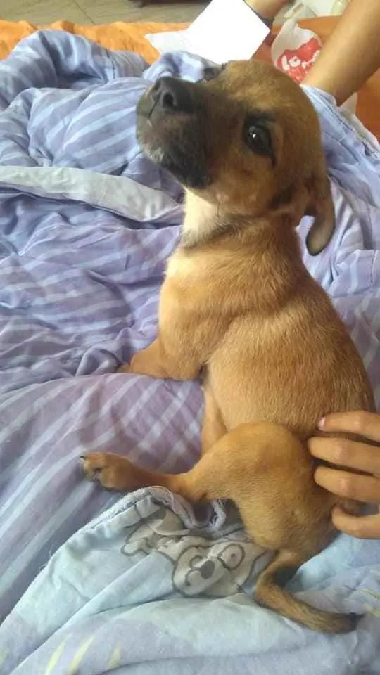 Cachorro ra a RND idade 2 a 6 meses nome Malu