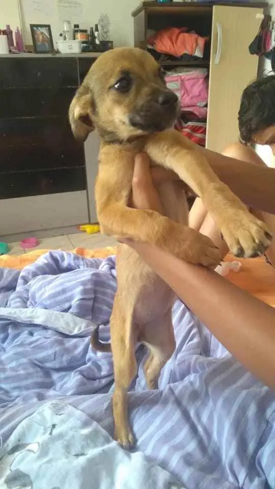 Cachorro ra a RND idade 2 a 6 meses nome Malu