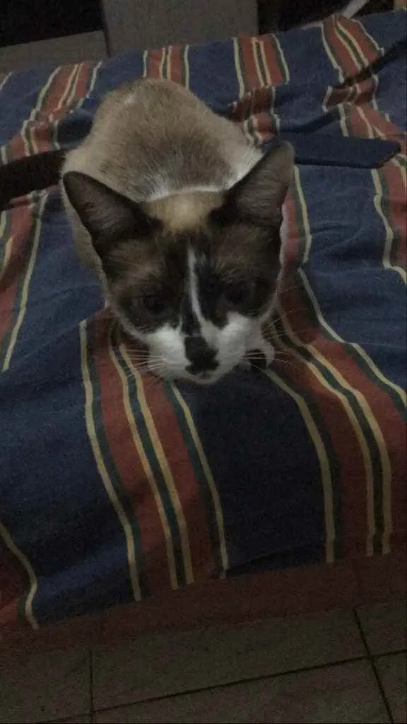 Gato ra a RND idade 1 ano nome Maria