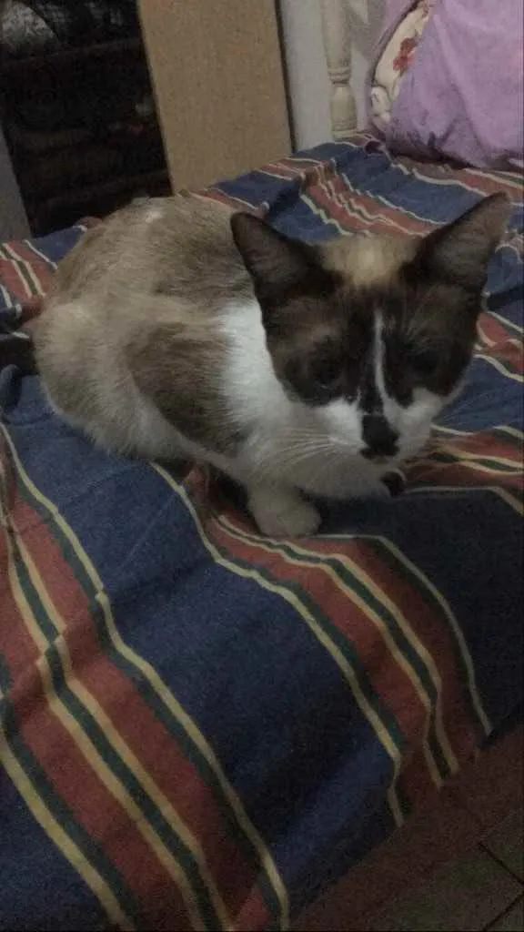 Gato ra a RND idade 1 ano nome Maria