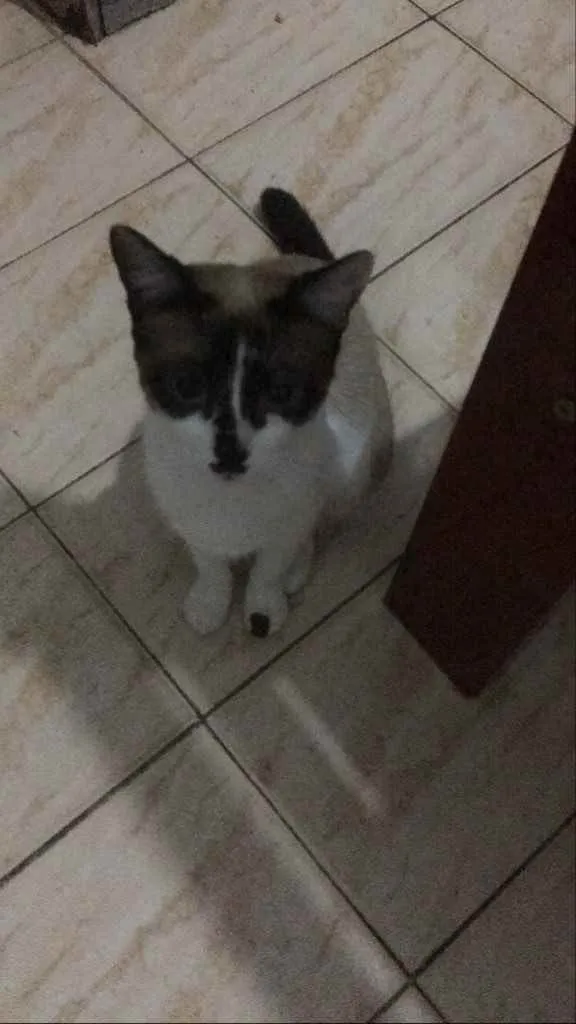Gato ra a RND idade 1 ano nome Maria