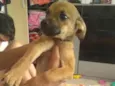 Malu