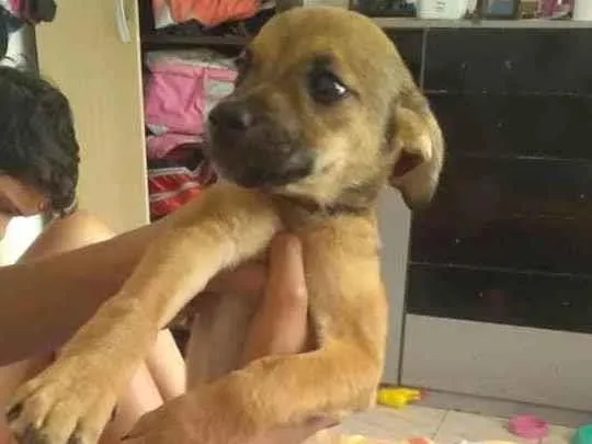 Cachorro ra a RND idade 2 a 6 meses nome Malu
