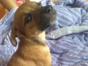 Cachorro raça RND idade 2 a 6 meses nome Malu